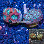 LiveAquaria® Two Pack Cultured Favia Coral (click for more detail)