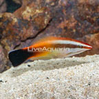 Red lip Cleaner Wrasse (click for more detail)
