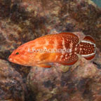 Red Flag Grouper (click for more detail)
