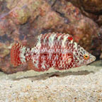 Floral Wrasse (click for more detail)