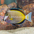 Powder Brown Tang (click for more detail)