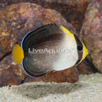 Singapore Angelfish (click for more detail)