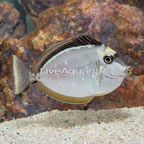 Naso Tang (click for more detail)