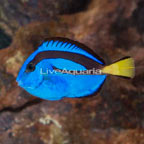 Blue Tang (click for more detail)