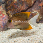 Bristletooth Tomini Tang (click for more detail)