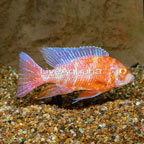 Albino Peacock Cichlid (click for more detail)