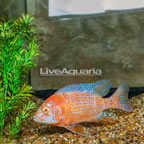 Albino Peacock Cichlid (click for more detail)