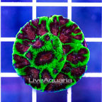 USA Cultured Silent Night Favites Coral (click for more detail)