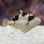 Pineapple Triggerfish (click for more detail)