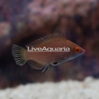 Pink-Streaked Wrasse  (click for more detail)