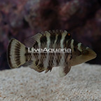 Red Breast Wrasse  (click for more detail)