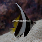 Heniochus Black and White Butterflyfish [Blemish] (click for more detail)