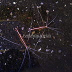 Scarlet Skunk Cleaner Shrimp (Bonded Pair) (click for more detail)