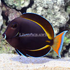 Achilles White Cheek Tang Hybrid EXPERT ONLY (click for more detail)
