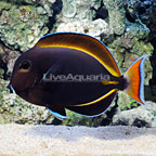 Achilles White Cheek Tang Hybrid EXPERT ONLY (click for more detail)
