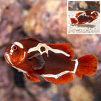 Peacekeeper Clownfish [Blemish] (click for more detail)