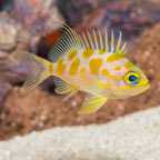 Blotched Anthias (click for more detail)