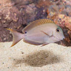 Lavender Tang (click for more detail)