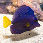 Purple Tang [Blemish] (click for more detail)