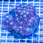 Zoanthus Coral Indonesia (click for more detail)