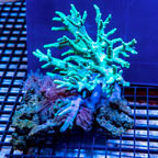 Sinularia Leather Coral Vietnam (click for more detail)