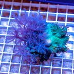Toadstool and Anthelia Waving Hand Coral Combo Rock Vietnam (click for more detail)