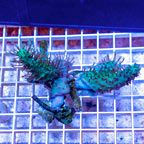 Three Pack Devil's Hand Leather Coral Vietnam (click for more detail)