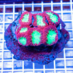 Blastomussa Coral Indonesia (click for more detail)