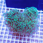 Frogspawn Coral Indonesia (click for more detail)