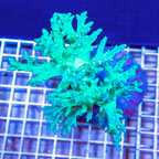 Sinularia Leather Coral Indonesia (click for more detail)
