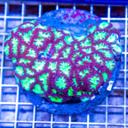 Blastomussa Coral Indonesia (click for more detail)