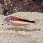 Freckled Hawkfish (click for more detail)