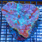Ultra Chalice Coral Indonesia (click for more detail)