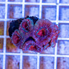 LiveAquaria® Cultured Acan Lord Coral (click for more detail)