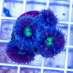 LiveAquaria® Cultured Acan Lord Coral (click for more detail)