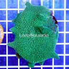 Rhodactis Elephant Ear Mushrooms Indonesia (click for more detail)