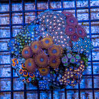 Zoanthus Coral Indonesia (click for more detail)