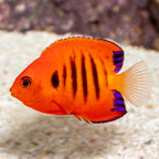 Flame Angelfish (click for more detail)