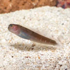 Bicolor Blenny (click for more detail)