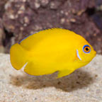 Lemon Peel Angelfish (click for more detail)