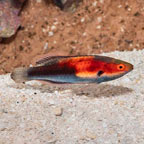 Katherine's Fairy Wrasse (click for more detail)
