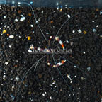 Coral Banded Shrimp (click for more detail)
