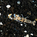 Tiger Snapping Shrimp (click for more detail)