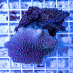 Toadstool Leather Coral Vietnam (click for more detail)