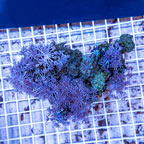 Xenia Coral Vietnam (click for more detail)