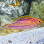 Splendid Pintail Fairy Wrasse Terminal Phase Male (click for more detail)