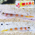 Flagtail Pink Bar Goby (Bonded Pair) with Red Banded Pistol Shrimp (click for more detail)