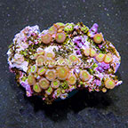 Green People Eater Colony Polyp Rock Zoanthus Indonesia IM (click for more detail)