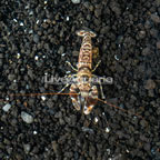 Tiger Snapping Shrimp (click for more detail)
