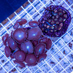 Protopalythoa sp. & Zoanthus sp. Indonesia  (click for more detail)